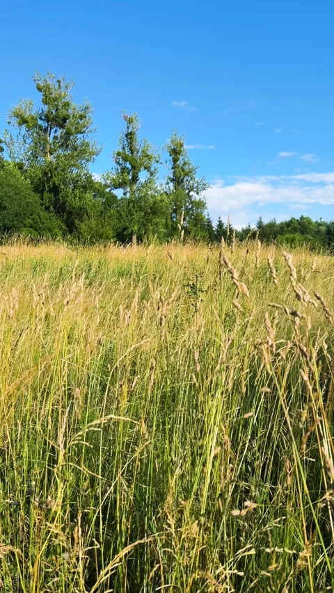 Green wild grass and field flowers sway gently in the wind. Video stock 339683987