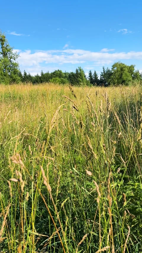 Green wild grass and field flowers sway gently in the wind. Stock Footage 339683994