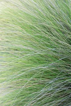 Green wild grass background Stock Photos