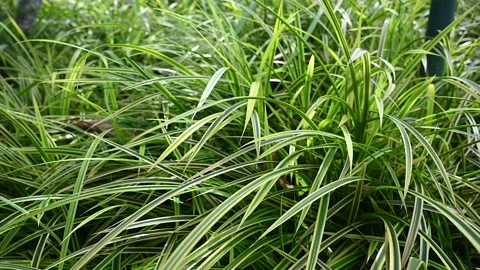 Green wild grass Stock Footage 228604578