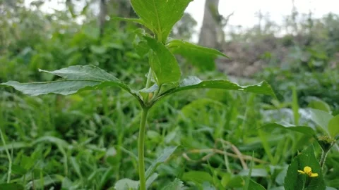 Green wild grass Video stock 289198822