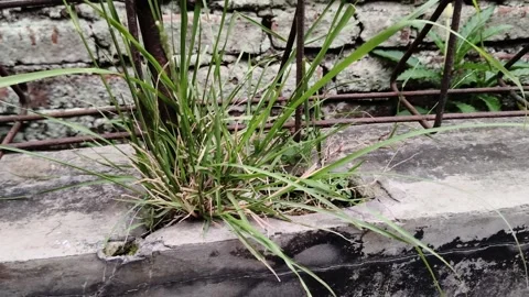 Green wild grass growing through concrete wall near metal fence 库存影片 347693053