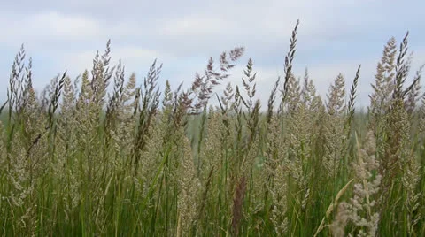 Green wild grass motion of wind 動画素材 25193539