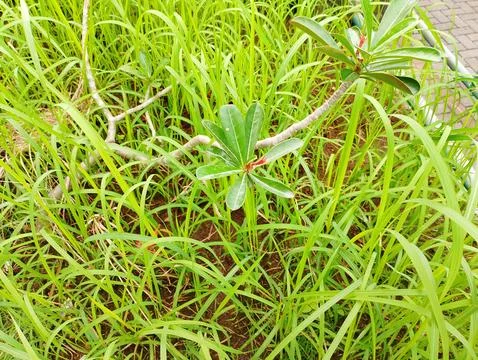 Green wild grass Foto stock
