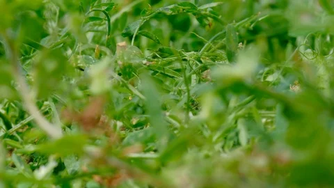 Green wild grass shines in the spring sunny day Stock-Footage 108173500