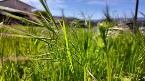 Green wild grass swaying in the wind on a sunny day Stockbeeldmateriaal 332368767
