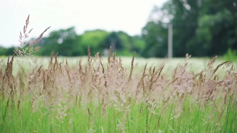 Green wild grass sways in the wind. Nature landscape with clouds on a sunny day. Stock Footage 157830892