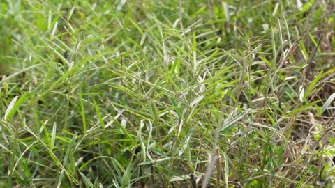 Green wild grass texture 스톡 동영상 332586871