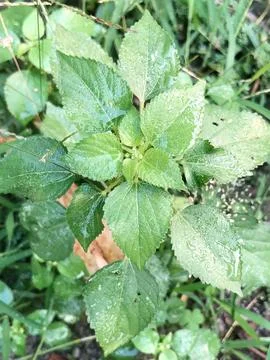Green Wild Leaf with Natural Texture for Botanical Concept Stock Photos