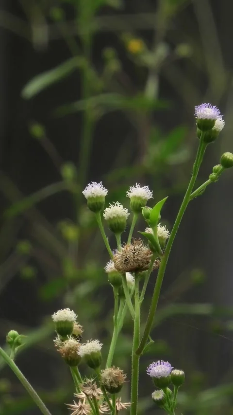 Green Wild Plants Background Blown by Light Wind Stock Footage 308057650