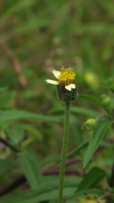 Green Wild Plants Background Blown by Light Wind Stock Footage 308058012