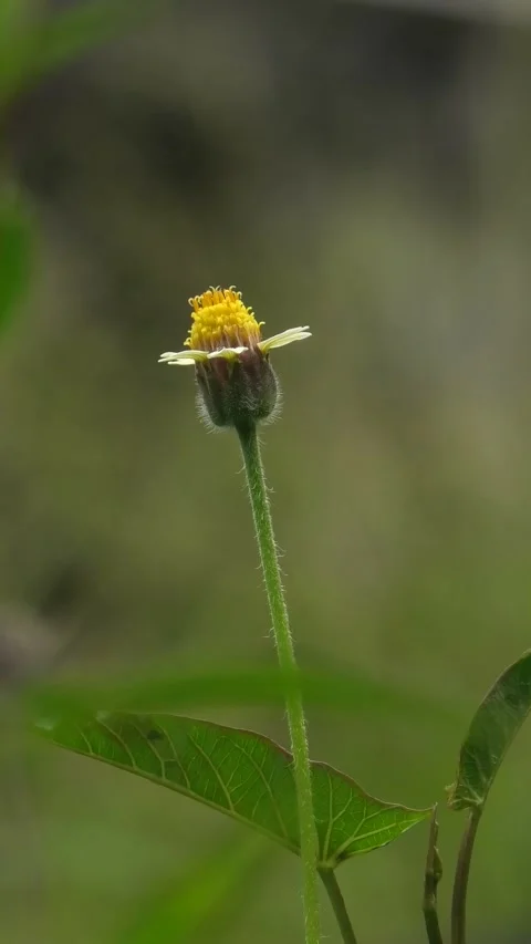 Green Wild Plants Background Blown by Light Wind Stock Footage 308059931