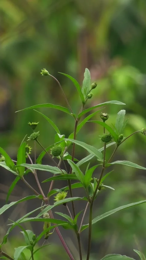 Green Wild Plants Background Blown by Light Wind Stock Footage 308060268