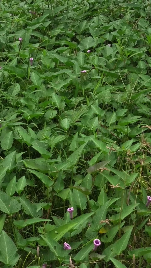 Green Wild Plants Background Blown by Light Wind Stock Footage 308060634