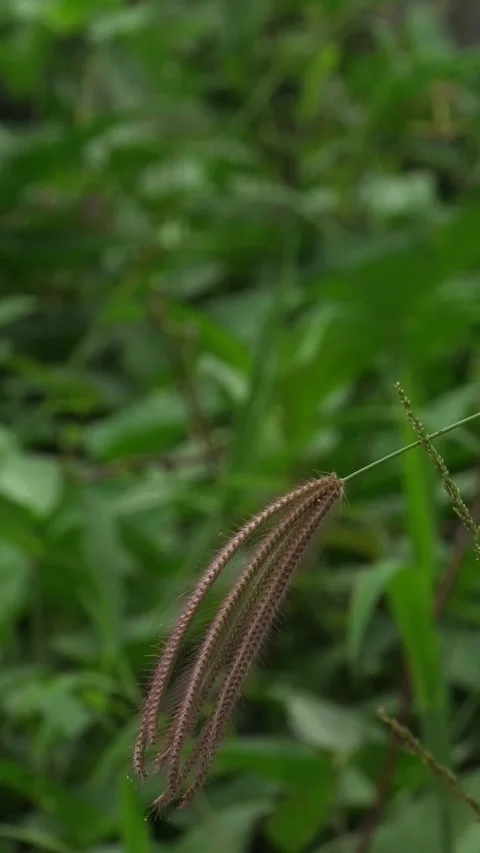 Green Wild Plants Background Blown by Light Wind Stock Footage 308062084