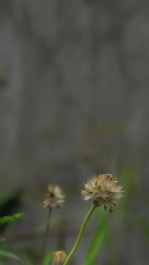 Green Wild Plants Background Blown by Light Wind Stock Footage 308063416