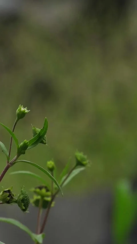 Green Wild Plants Background Blown by Light Wind Stock Footage 308065318