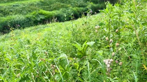 Green Wild Plants 動画素材 318096932