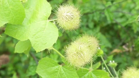 Green wild plants for intercut shot Video stock 313311162