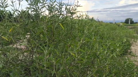 Green Wild Plants Moving in Wind in Countryside Outdoor Landscape Stock Footage 344810177