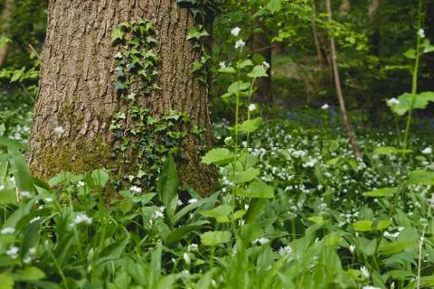 Green wild vegetation in th springtime forest Stock Photos