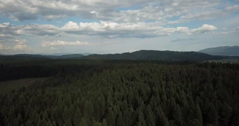 Green Wilderness Stock Footage