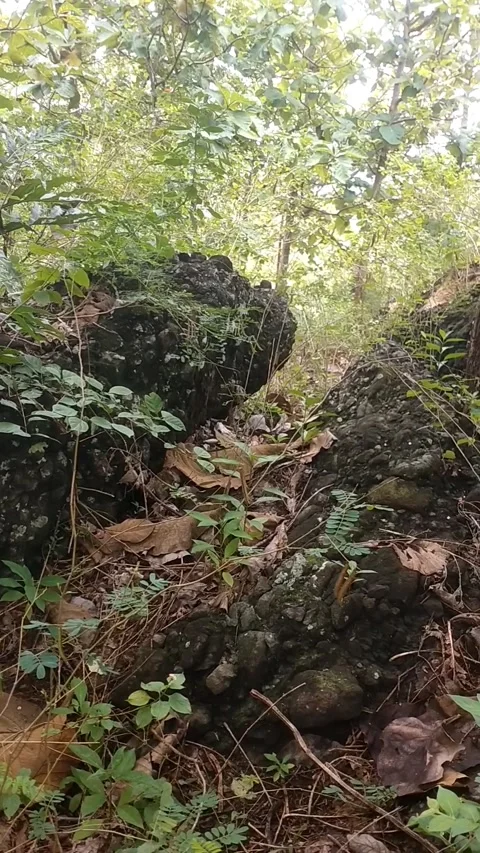 Green Wilderness) 動画素材 329476935