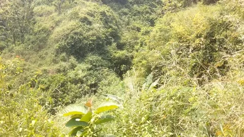 Green wilderness Vidéo 332923983