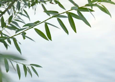 Green willow branch Stock Photos