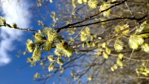 Green willow branches against the blue sky. spring Video stock 237964245