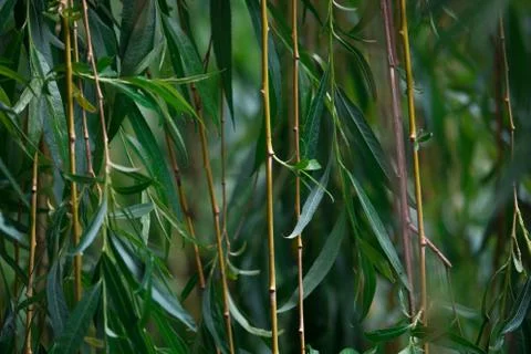 Green Willow Branches Closeup Stock-Fotos