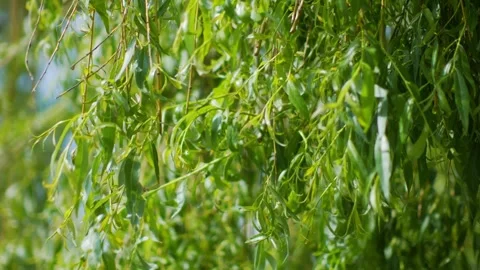 Green willow branches gently swaying with delicate leaves in a natural sett.. 스톡 동영상 293145520