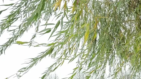 Green willow branches moving lightly under winter snow Stock-Footage 321749955