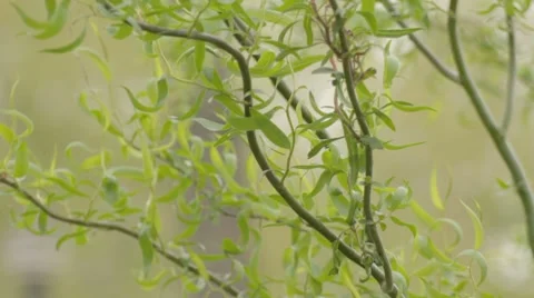 Green willow branches swaying on wind Stock-Footage 7753057