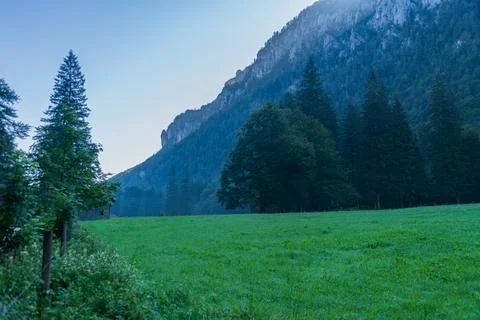 The Green Willow In The Forest Stock Photos