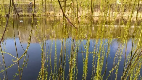 Green willow by the lake Stock Footage 235985090