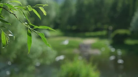 Green willow leaves waved by light wind against blurred lake Stock Footage 157288391