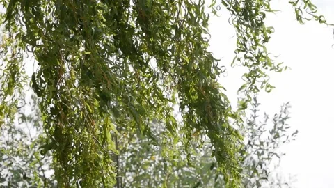 Green willow leaves in the wind blue sky Stock Footage 132501700