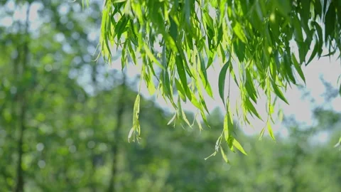 Green willow leaves in the wind, depth of field Stock Footage 146521648