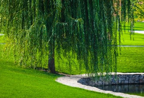 Green willow Foto stock