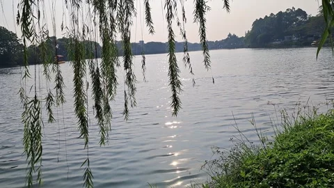 Green Willow Tree Branches Hanging Over Calm Lake Water Stock Footage 337801762