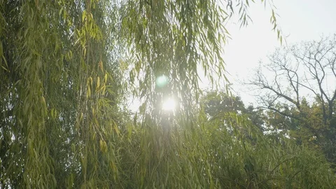 Green willow tree leaves blown by the wind on a beautiful sunny day in park Stock Footage 85687792