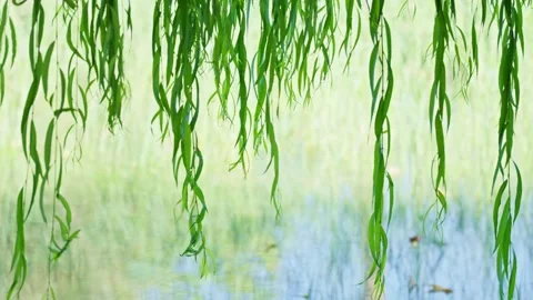 Green willow tree leaves swaying in the wind over calm water Stock Footage 345046447