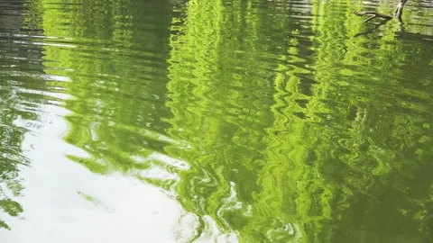 Green willow tree reflections shimmering on the surface of a calm pond Stock-Footage 347039699