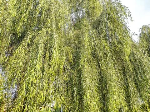 Green willow tree in Romania Фото