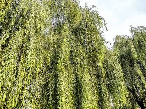 Green willow tree in Romania 库存照片
