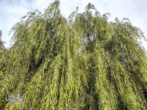 Green willow tree in Romania Фото