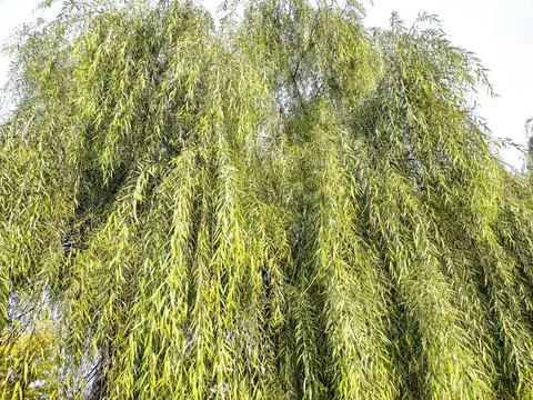 Green willow tree in Romania Stockfoto's
