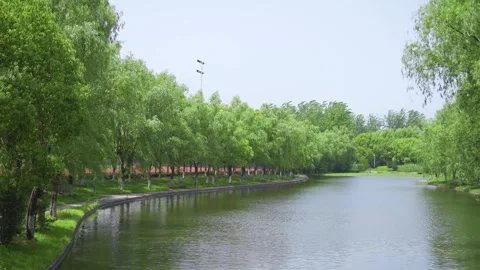 Green Willow Trees Reflecting Over a Calm Park Lake in Summer Video stock 341913778