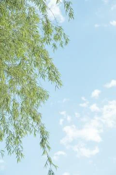 Green Willow Trees Under Spring Blue Sky Foto stock